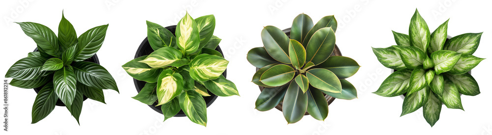 Fototapeta premium Collection of potted plants with large leaves, top down view, isolated on a transparent background