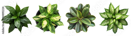 Collection of potted plants with large leaves, top down view, isolated on a transparent background