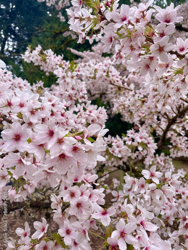 Cherry Blossoms Cherry Blossoms