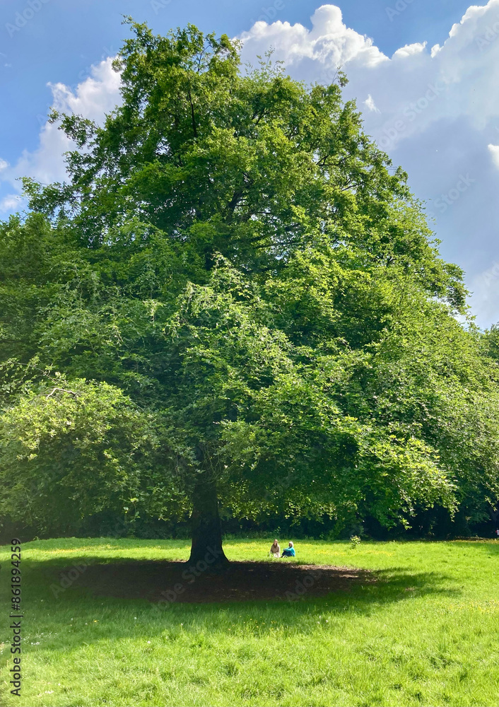 Großer Baum im Park mit zwei Parbesuchern darunter