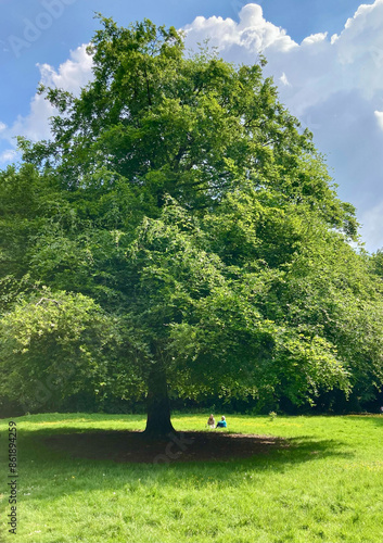 Obraz na płótnie Großer Baum im Park mit zwei Parbesuchern darunter w salonie