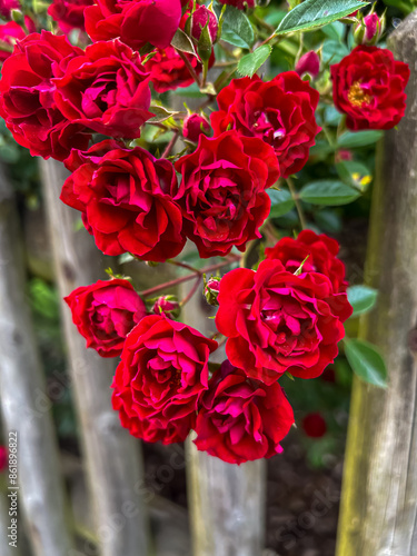 Rosas rojas de jardín