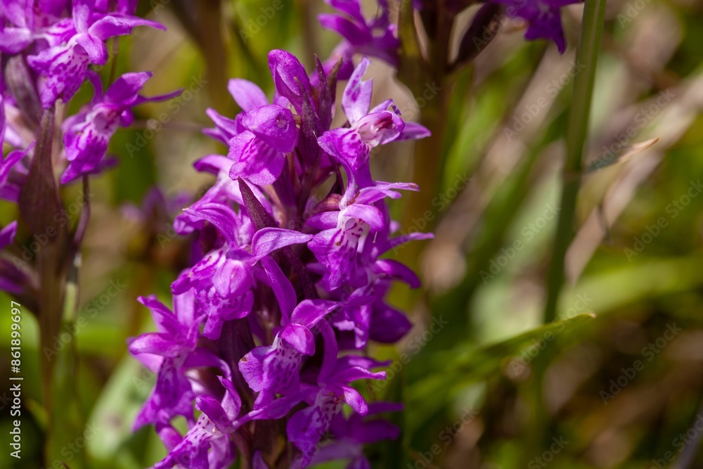 Broad-leaved marsh orchid, Dactylorhiza majalis Broad-leaved marsh orchid, Dactylorhiza majalis