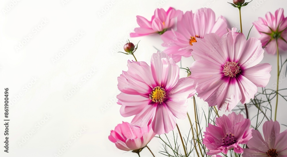Pink Cosmos Flowers in Bloom on White Background Pink Cosmos Flowers in Bloom on White Background