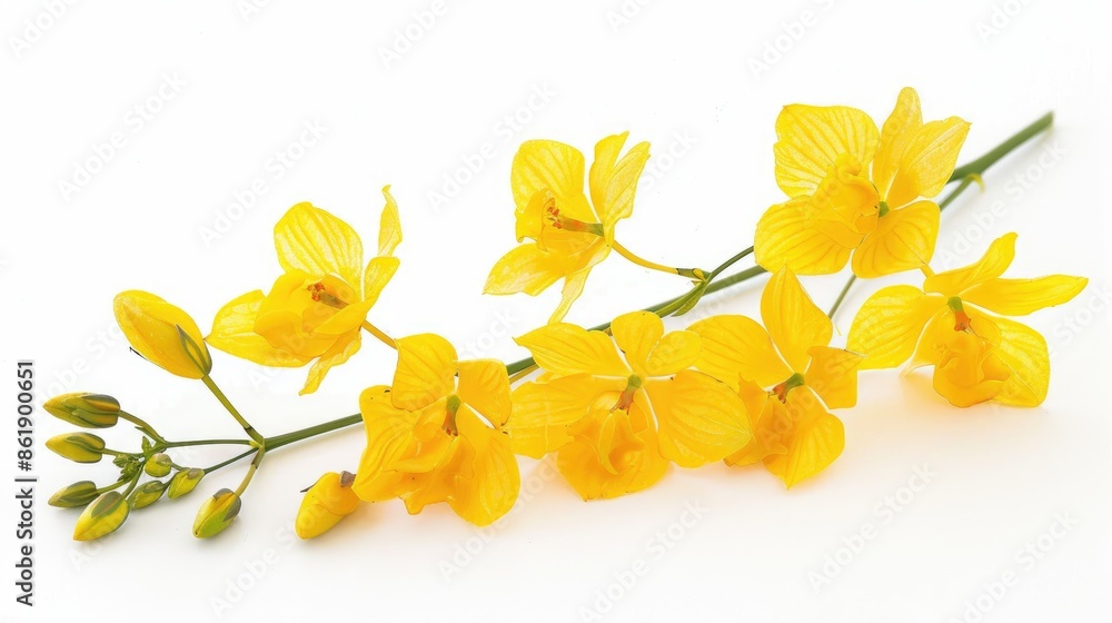 Fototapeta premium Yellow Geliopsis Flowers on White Background