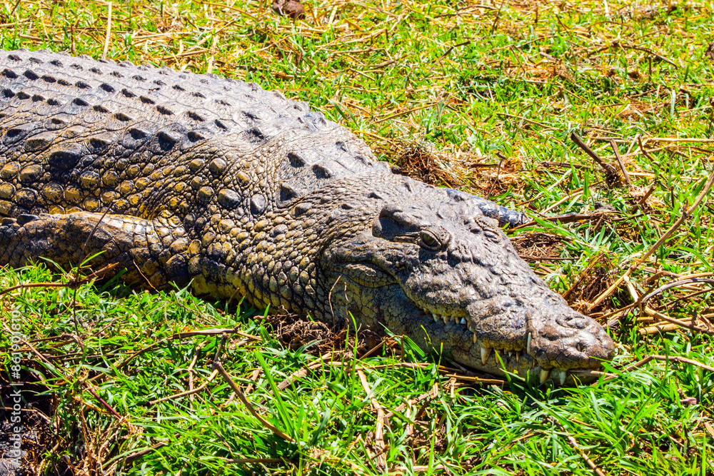 Fototapeta premium A crocodile lies on the lush grasses of the Chobe region, soaking up the sun with its scaly skin and powerful jaws partially visible.