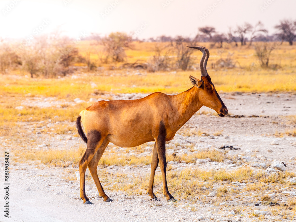 A solitary red hartebeest stands in the vast expanse of Etosha National Park, Namibia, bathed in the warm glow of sunset. A solitary red hartebeest stands in the vast expanse of Etosha National Park, Namibia, bathed in the warm glow of sunset.