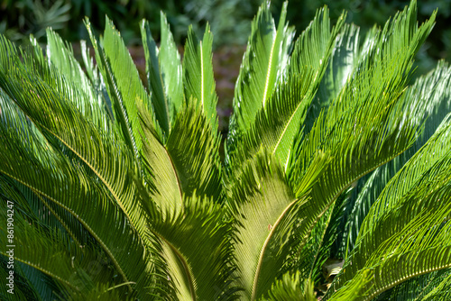 Spectacular landscape plant. Japanese sago palm, Cycas. Cycas revoluta. Natural green background. photo