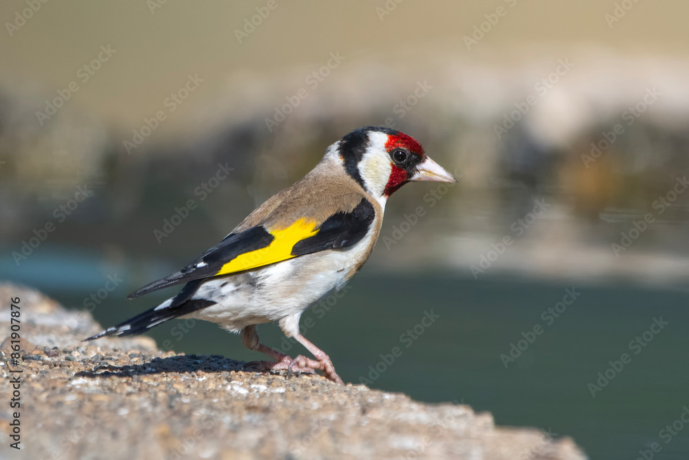 Obraz premium Saka » European Goldfinch » Carduelis carduelis