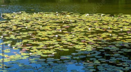 Waterlilies in the lake of Saint-Cucufa. This lake is located at Rueil Malmaison near Paris, France photo