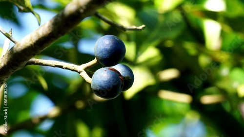 Elaeocarpus ganitrus (Jenitri, Ganitri, ganiter atau ganitris, kimkungtsi).The fruit is purple in color with quite large seeds and is usually used as beads in jewelry  photo