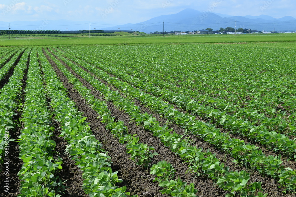 ダイズ畑 山形県庄内 ダイズ畑 山形県庄内