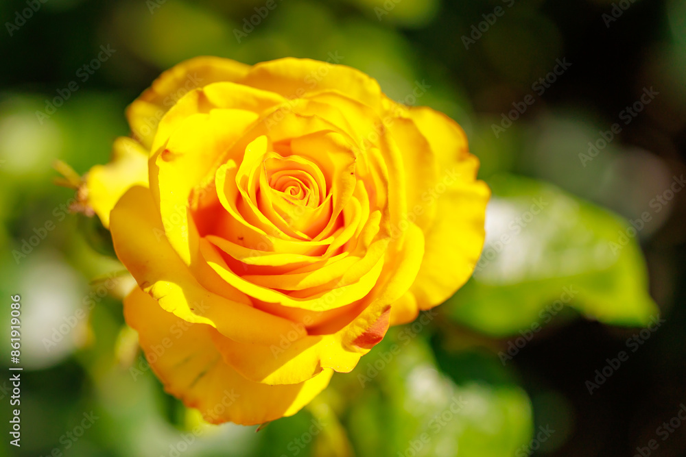 A yellow rose is in full bloom and is the center of attention in the image A yellow rose is in full bloom and is the center of attention in the image