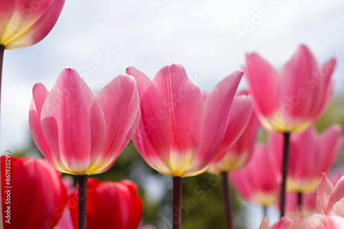 Beautiful tulip flower garden. The Expo 70 Commemorative Park, Osaka, Japan photo