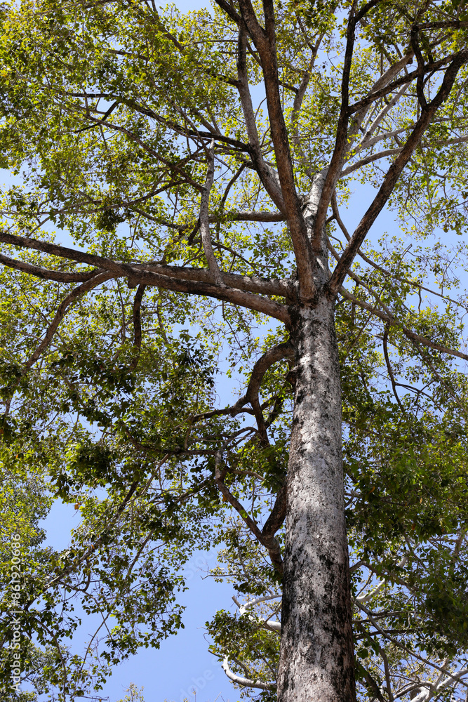 Obraz premium Big and tall tree with branches