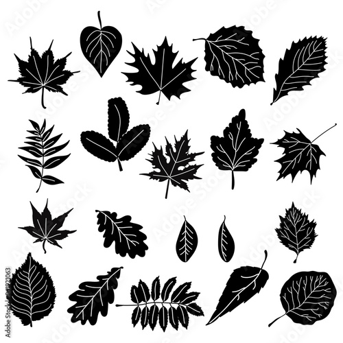 set of silhouettes of leaves of various shapes and sizes, natural elements from various types of trees for design