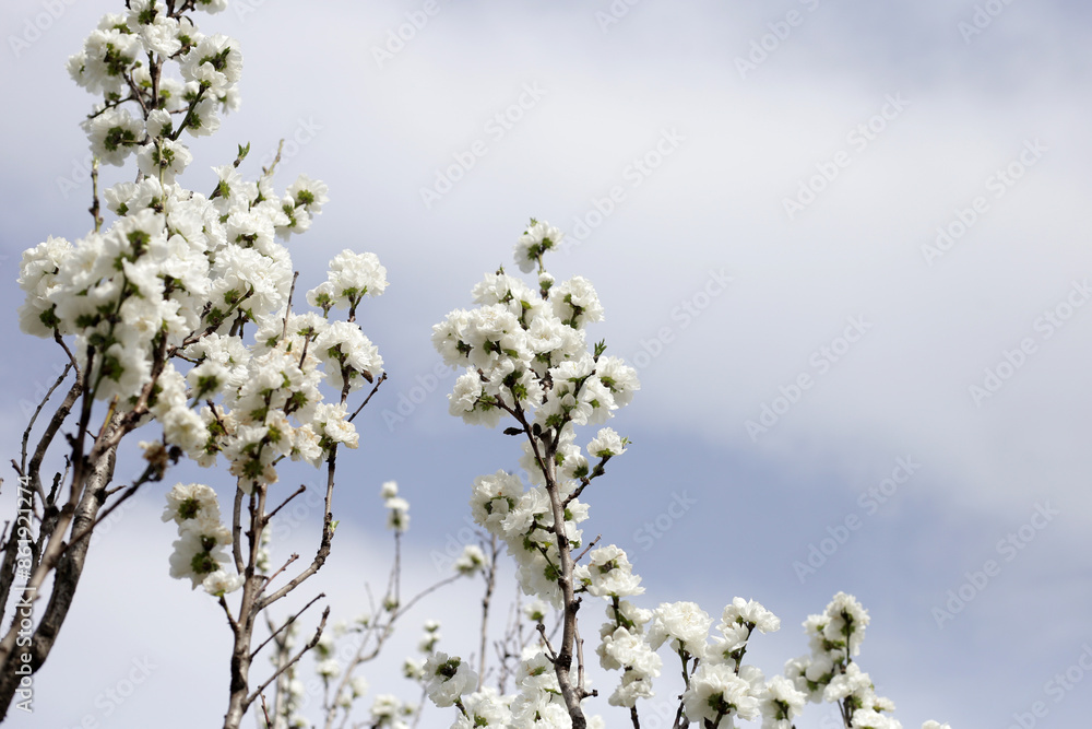 White sakura flowers, cherry blossom tree White sakura flowers, cherry blossom tree