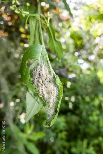 Raupen der Pfaffenhütchen-Gespinstmotte (Yponomeuta cagnagella) photo