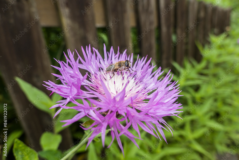 Mistbiene (Eristalis tenax) auf einer Flockenblume (Centaurea) Mistbiene (Eristalis tenax) auf einer Flockenblume (Centaurea)