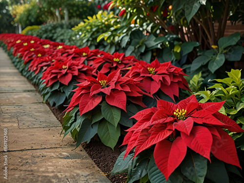 poinsettia flower bed