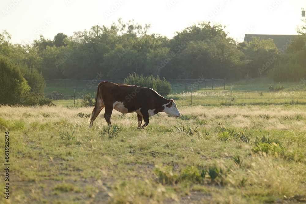 Hereford cow in Texas green grass pasture field during summer season on farm. Hereford cow in Texas green grass pasture field during summer season on farm.