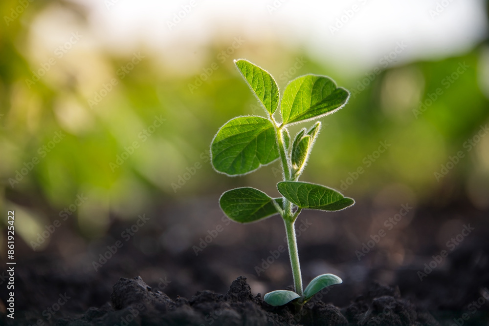 Soybean sprout close-up in an agricultural field. Plants in open ground are drawn to the sun. Selective focus. Soft focus. Soybean sprout close-up in an agricultural field. Plants in open ground are drawn to the sun. Selective focus. Soft focus.