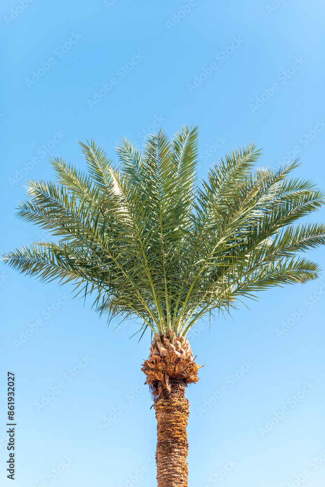 Palm tree with green leaves on blue background Palm tree with green leaves on blue background