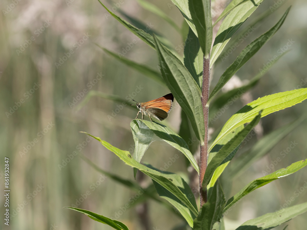 motyl macro rosliny laka