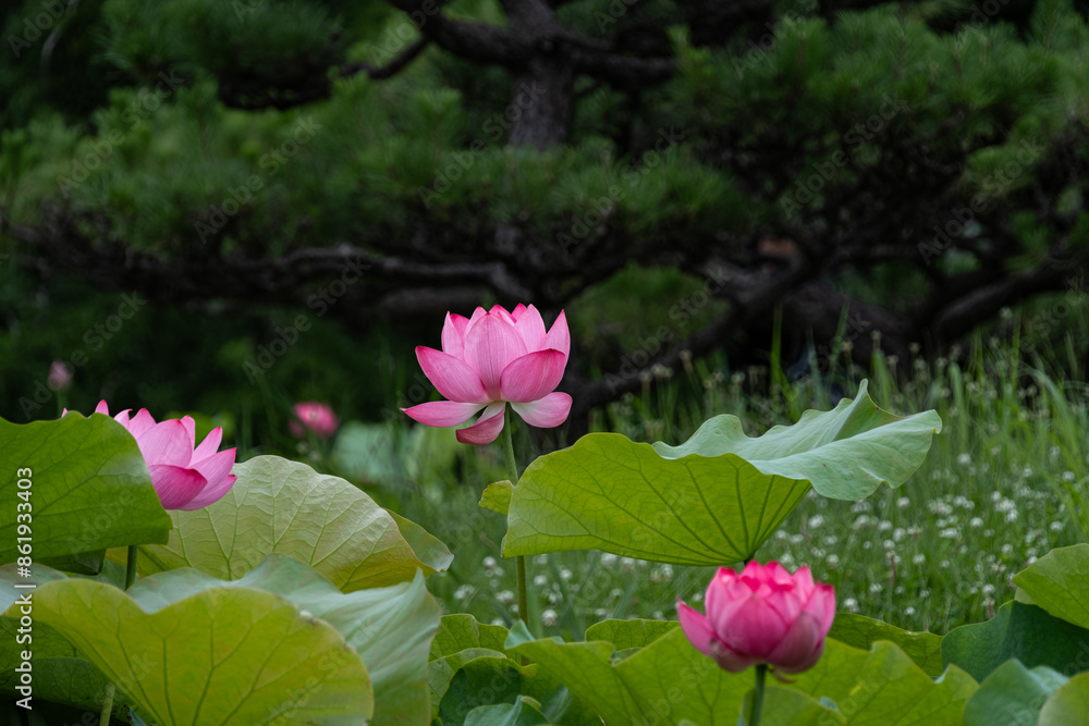 蓮の花