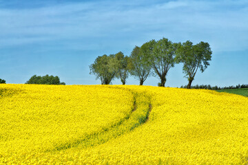 Foto auf Acrylglas Gelb Rural hilly landscape with rapeseed field, blue sky, trees, forest on horizon, sunny spring day. Poland, Europe.  © msnobody
