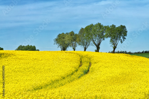 Rural hilly landscape with rapeseed field, blue sky, trees, forest on horizon, sunny spring day. Poland, Europe.