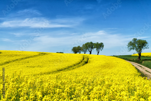Rural hilly landscape with rapeseed field, blue sky with clouds, trees, forest on horizon, sunny spring day. Poland, Europe.