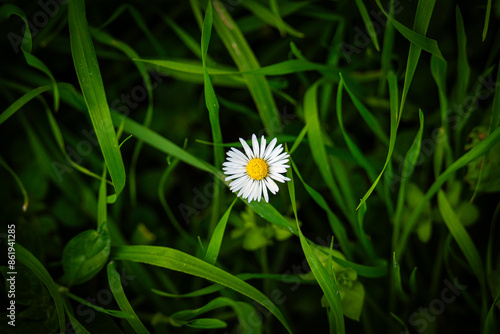 white daisy flower in grass