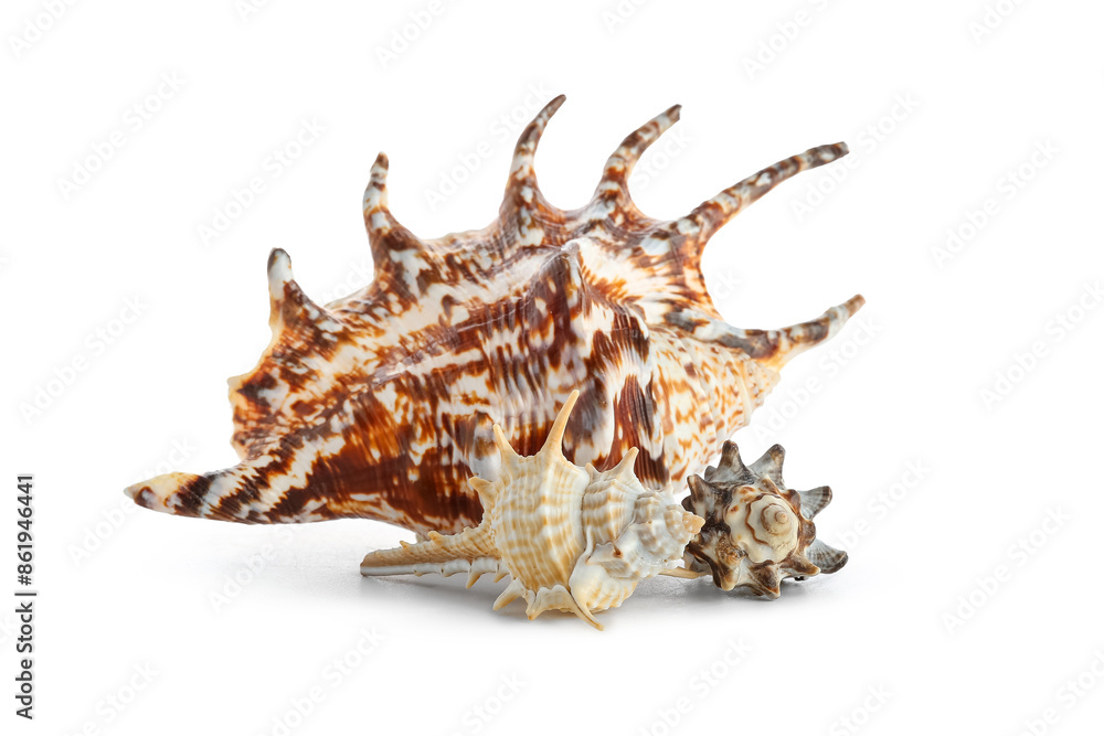 Beautiful seashells on white background Beautiful seashells on white background