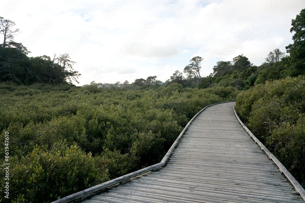 Fototapeta premium wooden hiking trail through Coprosma robusta plants