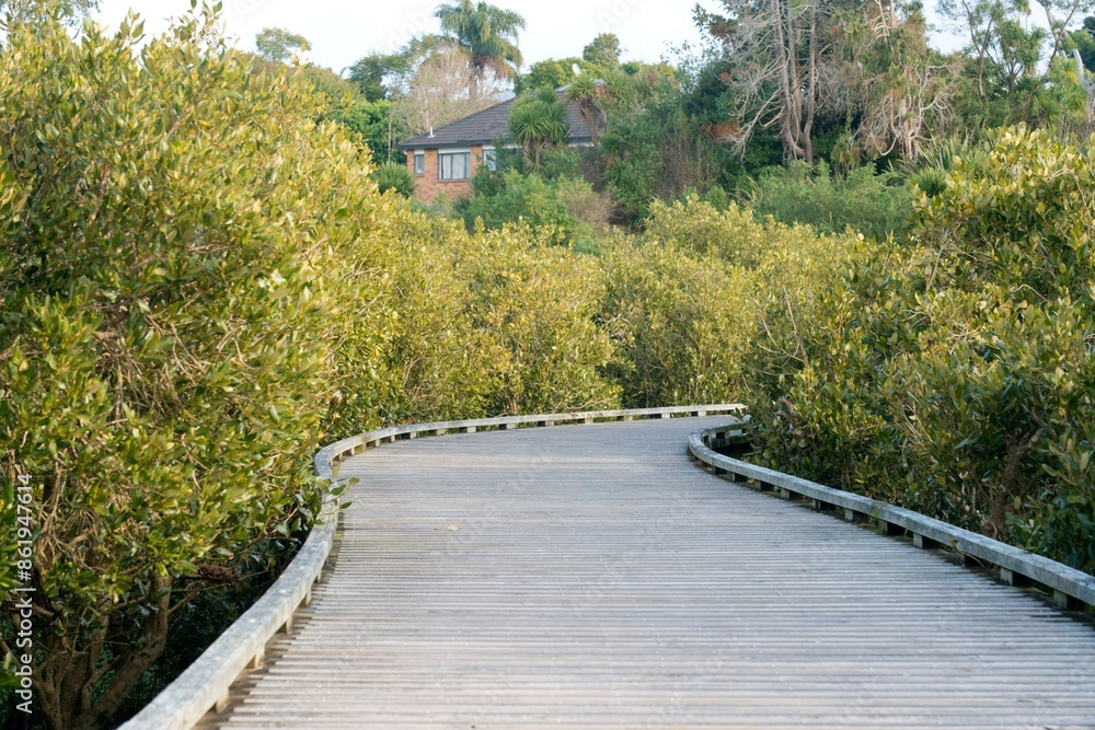 wooden hiking trail through Coprosma robusta plants wooden hiking trail through Coprosma robusta plants