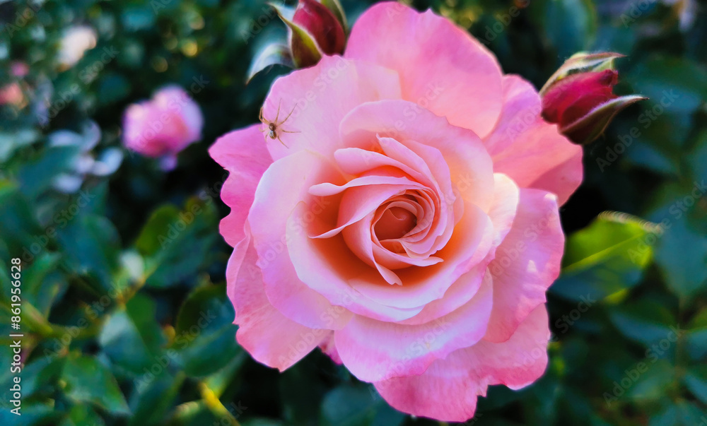 Rosa Sabina illuminata dal sole con ragno Rosa lucieae Franch. & Rochebr. ex Crép. Rosa Sabina illuminata dal sole con ragno Rosa lucieae Franch. & Rochebr. ex Crép.