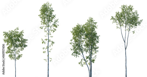 Set of Betula pendula (Silver Birch, Warty Birch, European White birch) big tall tree isolated png on a transparent background perfectly cutout