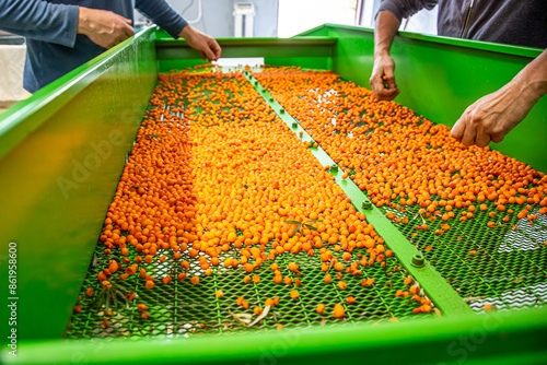 Worker sorting berry orange sea buckthorn for making drinks and vitamins. Industry food factory.