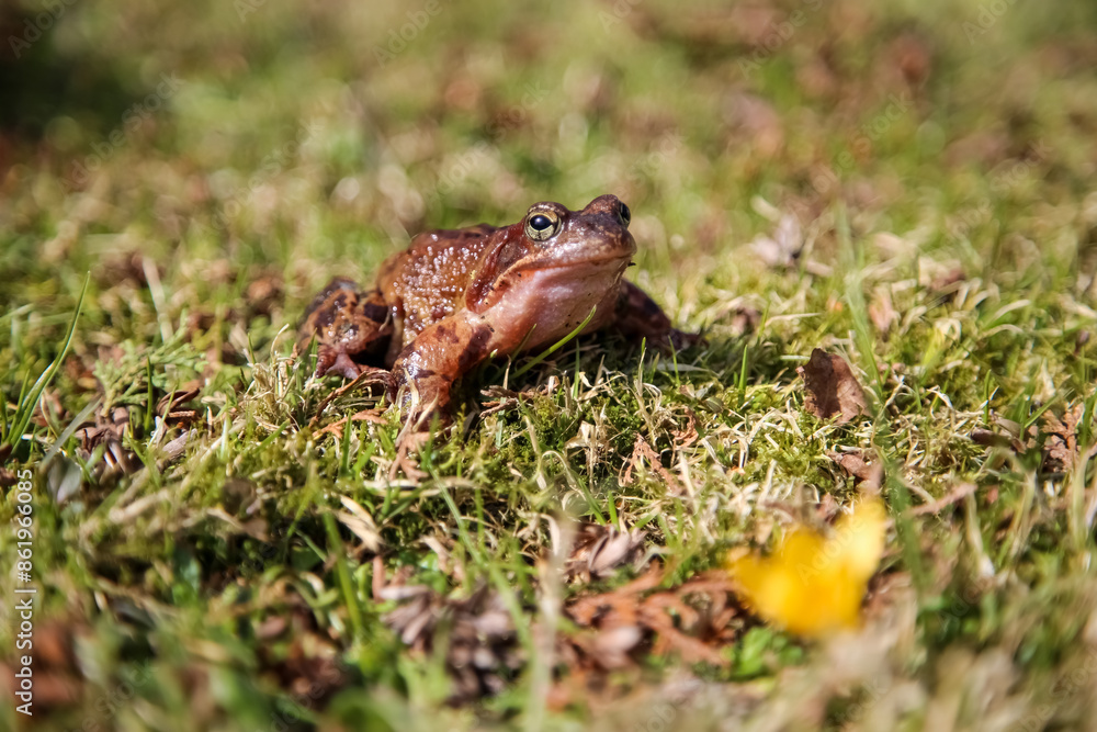 Fototapeta premium Closeup of a brown common frog with blurred background