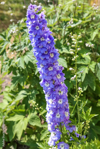 Blue Foxglove flower can be toxic and poisonous flower plant