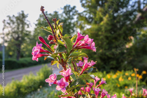 Louisiana trilobal pink flower bush blooming in spring photo