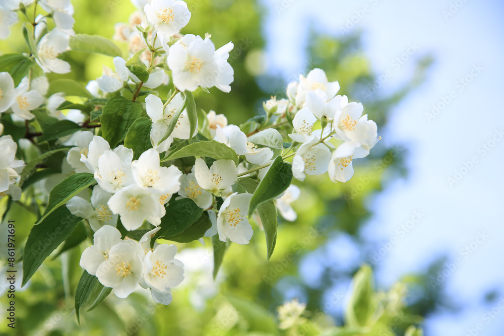 Philadelphus Coronarius small white flowers Philadelphus Coronarius small white flowers