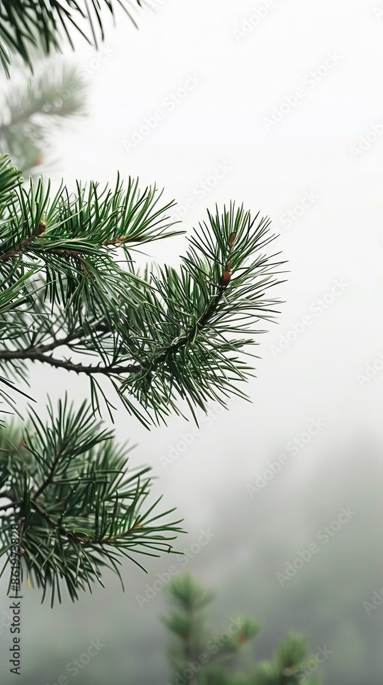 Close-up of pine tree branches in foggy forest Close-up of pine tree branches in foggy forest