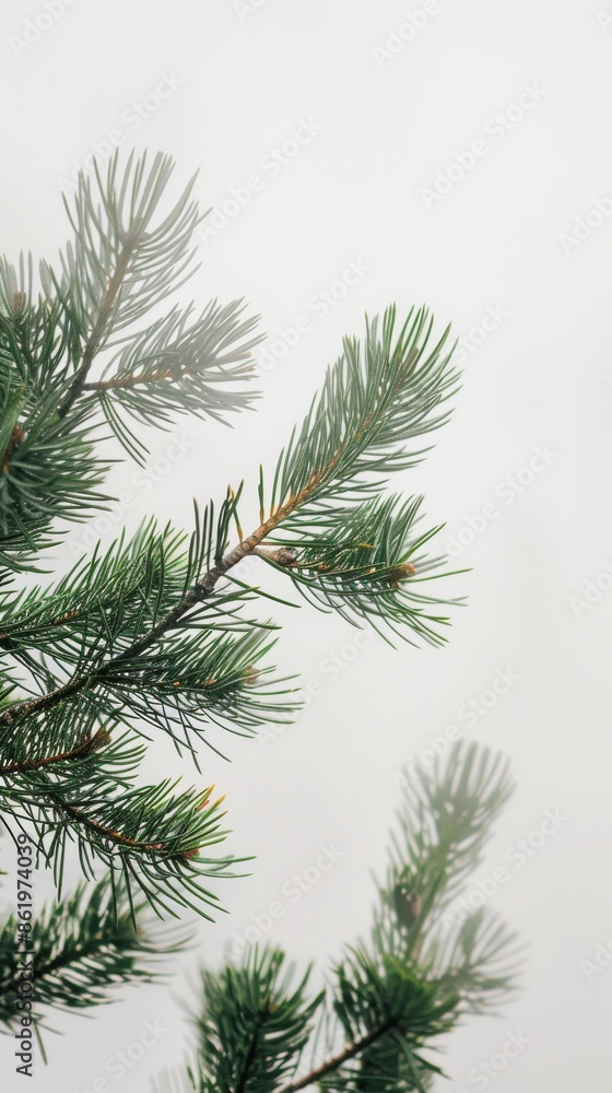 Tree branches with green pine needles on a foggy day, isolated on white background. Nature and tranquility concept Tree branches with green pine needles on a foggy day, isolated on white background. Nature and tranquility concept