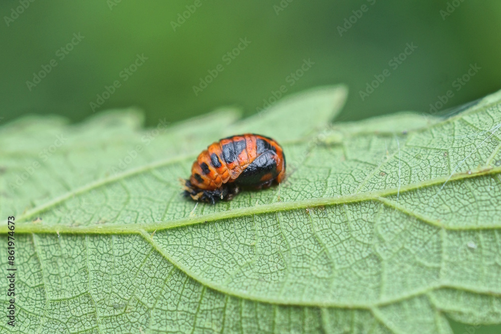 one red black larva of Colorado potato beetle sits on a green leaf of a plant in a summer garden in nature one red black larva of Colorado potato beetle sits on a green leaf of a plant in a summer garden in nature