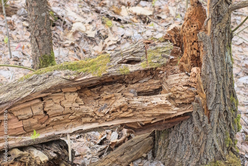 a piece of old gray brown broken tree stands in dry grass in the forest