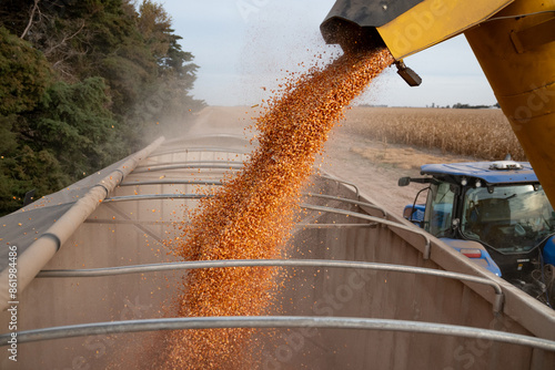 Carga de granos de maíz en acoplado de camión para transporte desde tolva, en campo, semillas