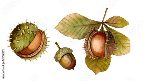 Bild auf Leinwand Chestnut and acorn watercolor Fall floral Set isolated illustration