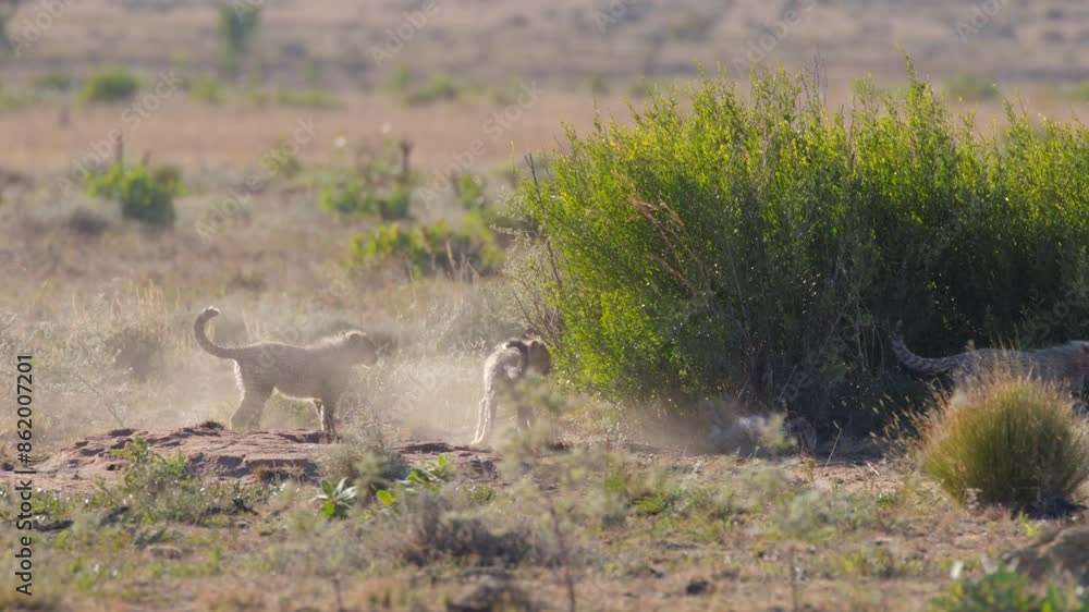 4 Cheetah Cubs Play Near a large Bush in South Africa Slow Motion 4 Cheetah Cubs Play Near a large Bush in South Africa Slow Motion